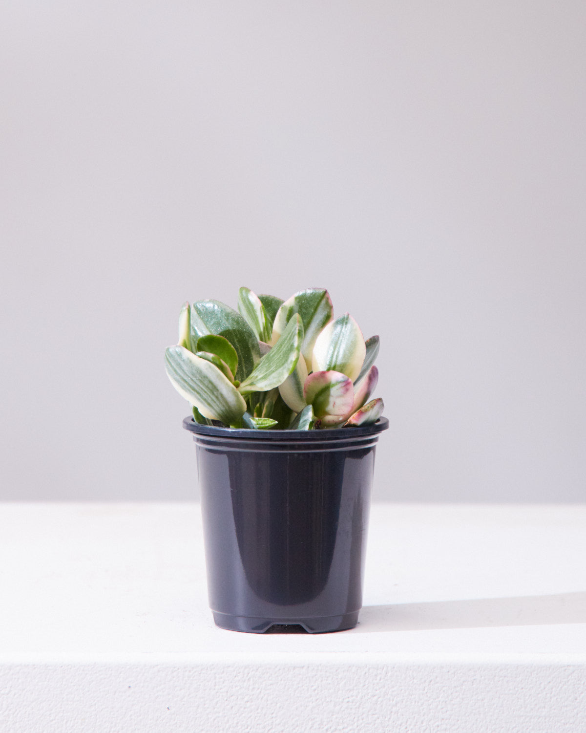 Variegated Jade Plant: Crassula ovata - 4 inch pot — indoor plant — indoor plant for sale by Promise Supply for delivery and pickup in Toronto.