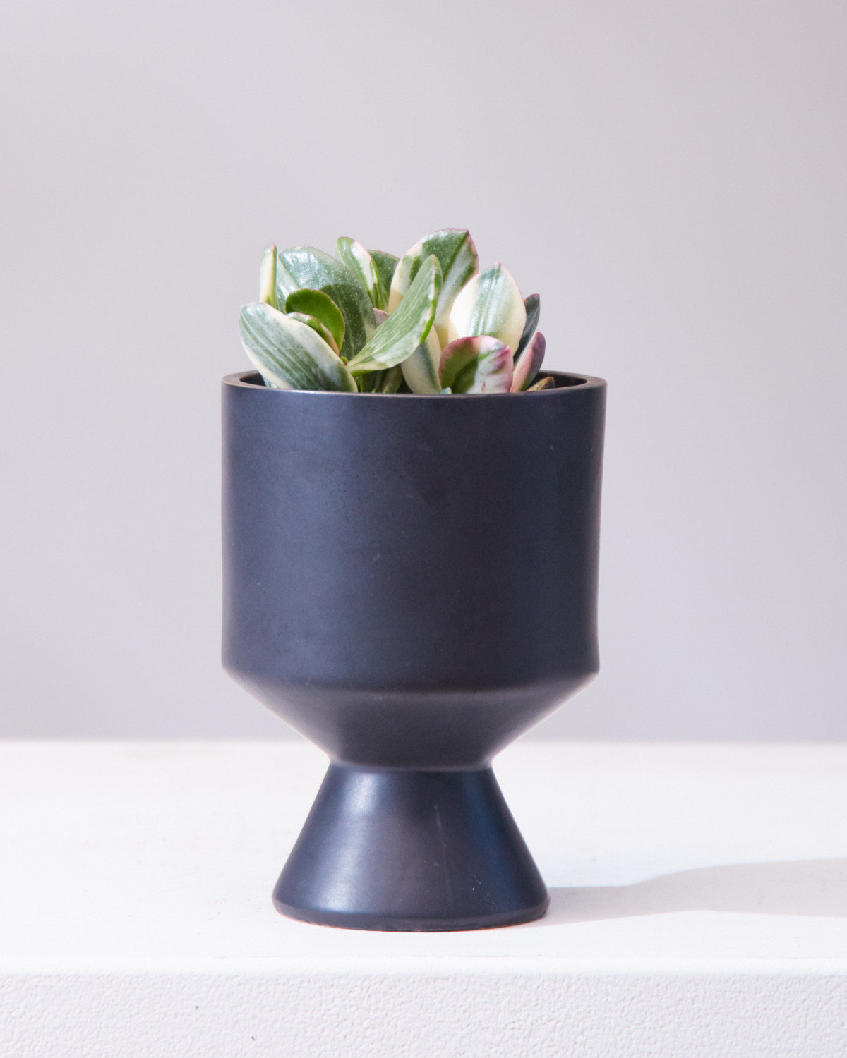 Variegated Jade Plant: Crassula ovata - 4 inch pot — indoor plant — indoor plant for sale by Promise Supply for delivery and pickup in Toronto.