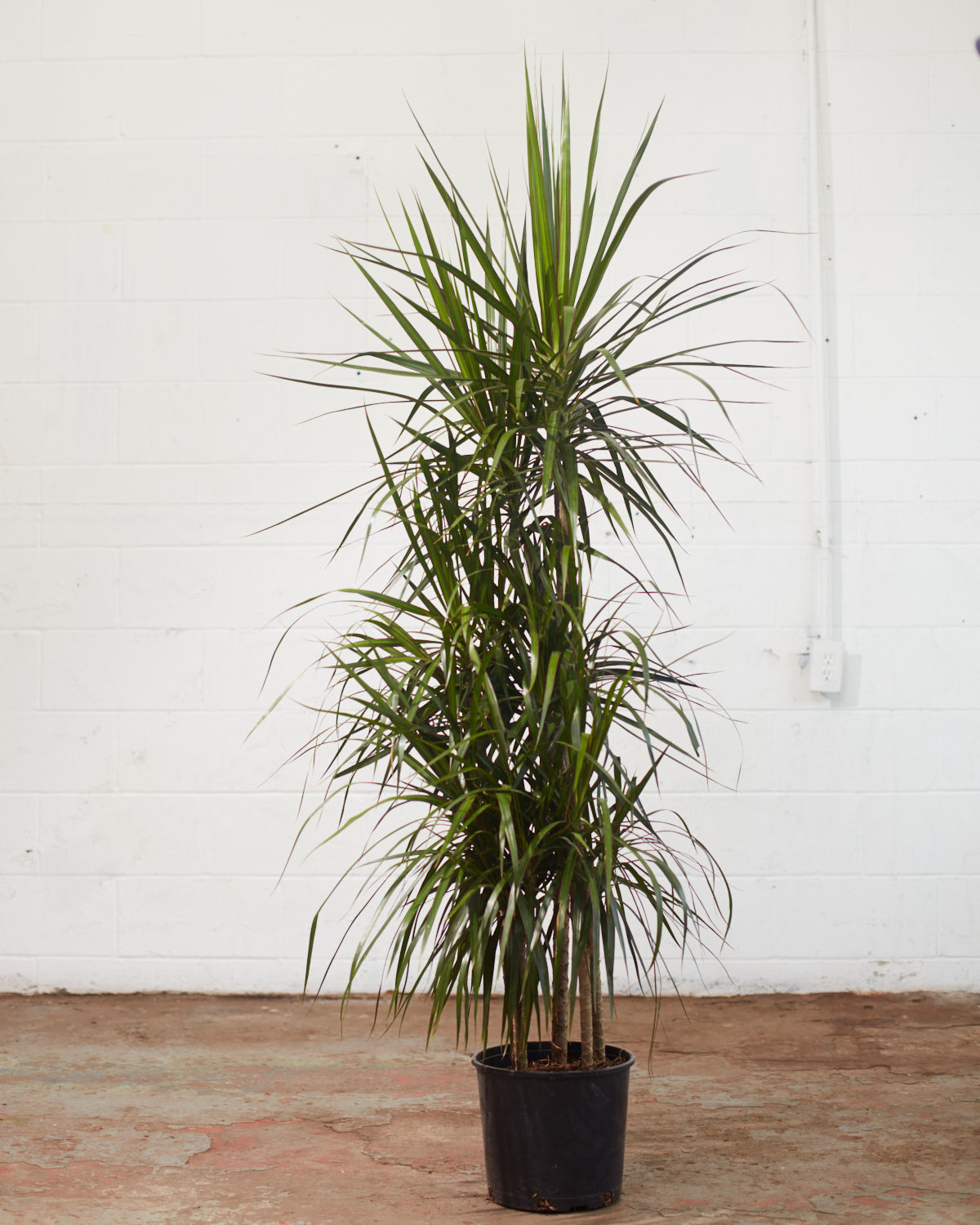 Cutback Staggered Dragon Tree: Dracaena marginata - 12 inch pot - 6 foot tall