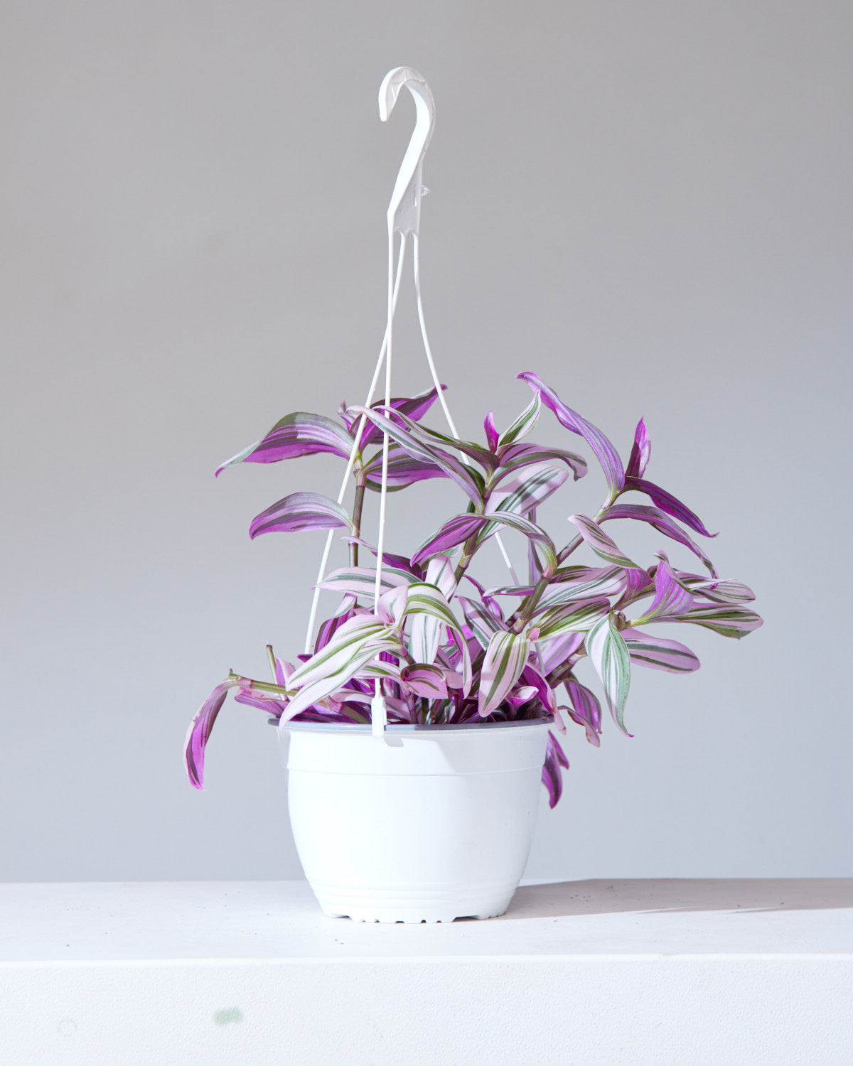 Bubblegum Wandering Plant: Tradescantia 'Nanouk' - 6 inch hanging basket