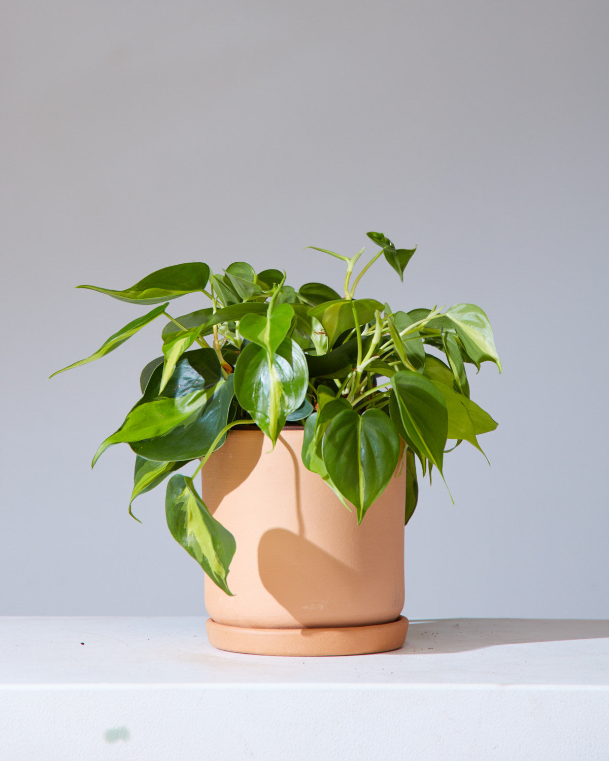 California Pot with Drainage and Tray | 6 inch Diameter — empty planter, studio photo — planter for sale by Promise Supply for delivery and pickup in Toronto.