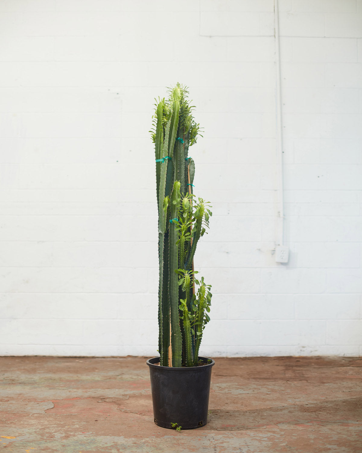 African Milk Tree Cactus: Euphorbia trigona - 14 inch pot - 5 foot tall