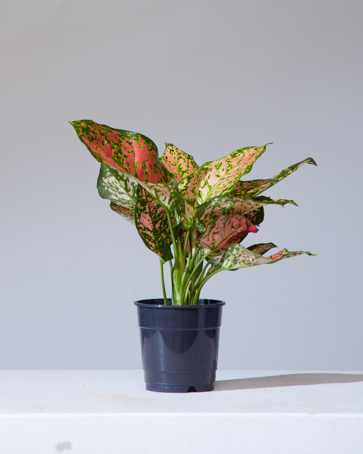 Lady Valentine Chinese Evergreen: Aglaonema anyamanee - 5 inch pot — indoor plant — indoor plant for sale by Promise Supply for delivery and pickup in Toronto.