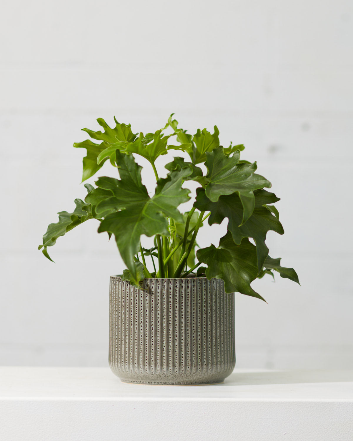 Hope Selloum: Philodendron bipinnatifidum - 6 inch pot — indoor plant — indoor plant for sale by Promise Supply for delivery and pickup in Toronto.
