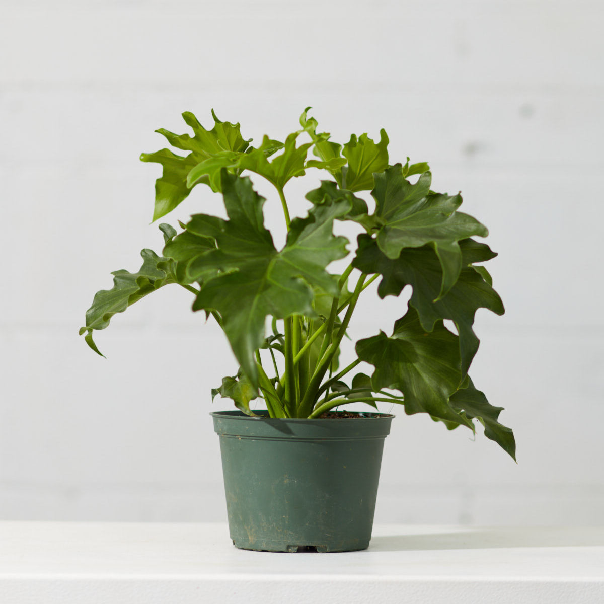 philodendron hope selloum for sale Hope Selloum Philodendron - 6" Pot