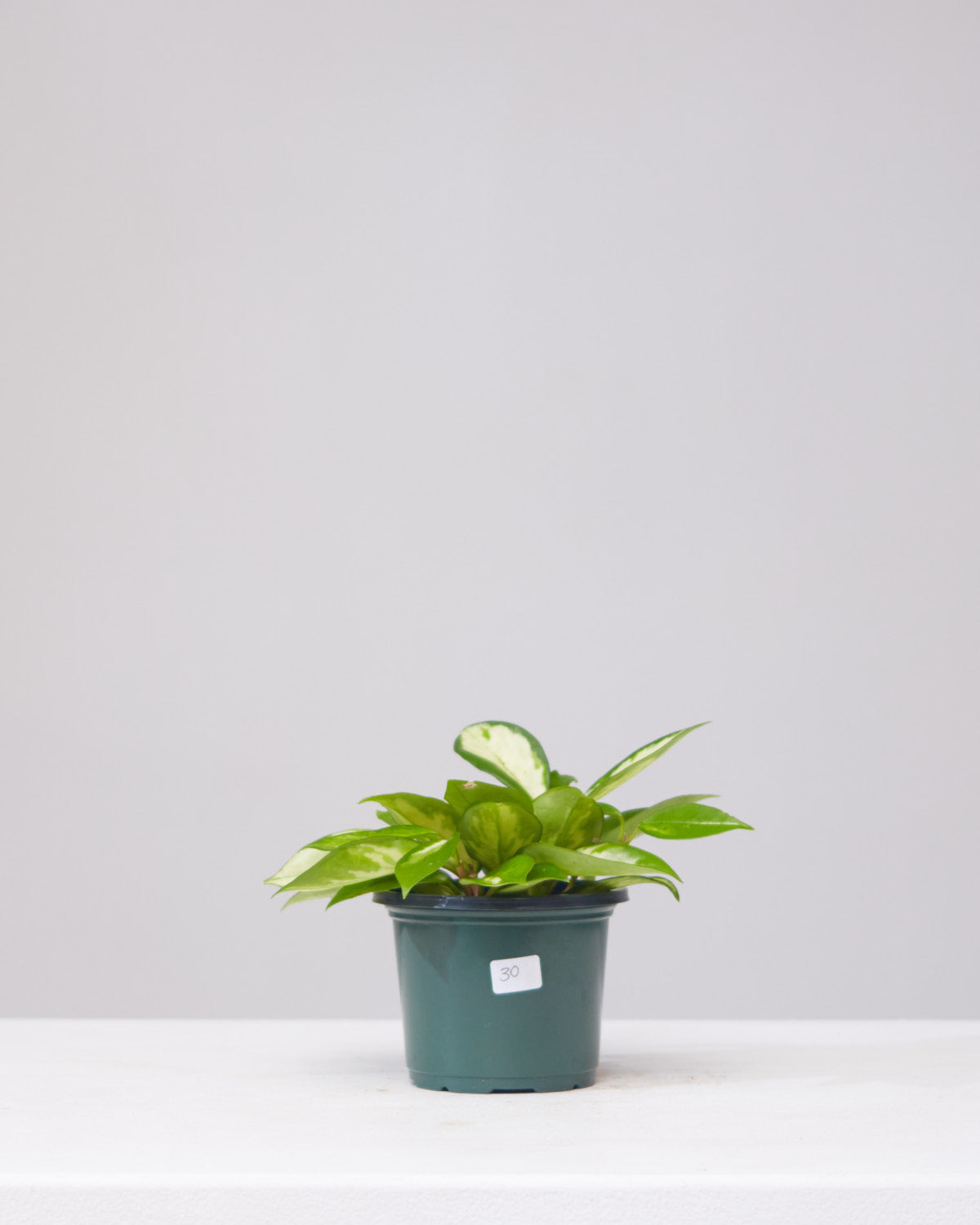 Crimson Princess Wax Plant: Hoya carnosa - 5 inch pot — indoor plant — indoor plant for sale by Promise Supply for delivery and pickup in Toronto.