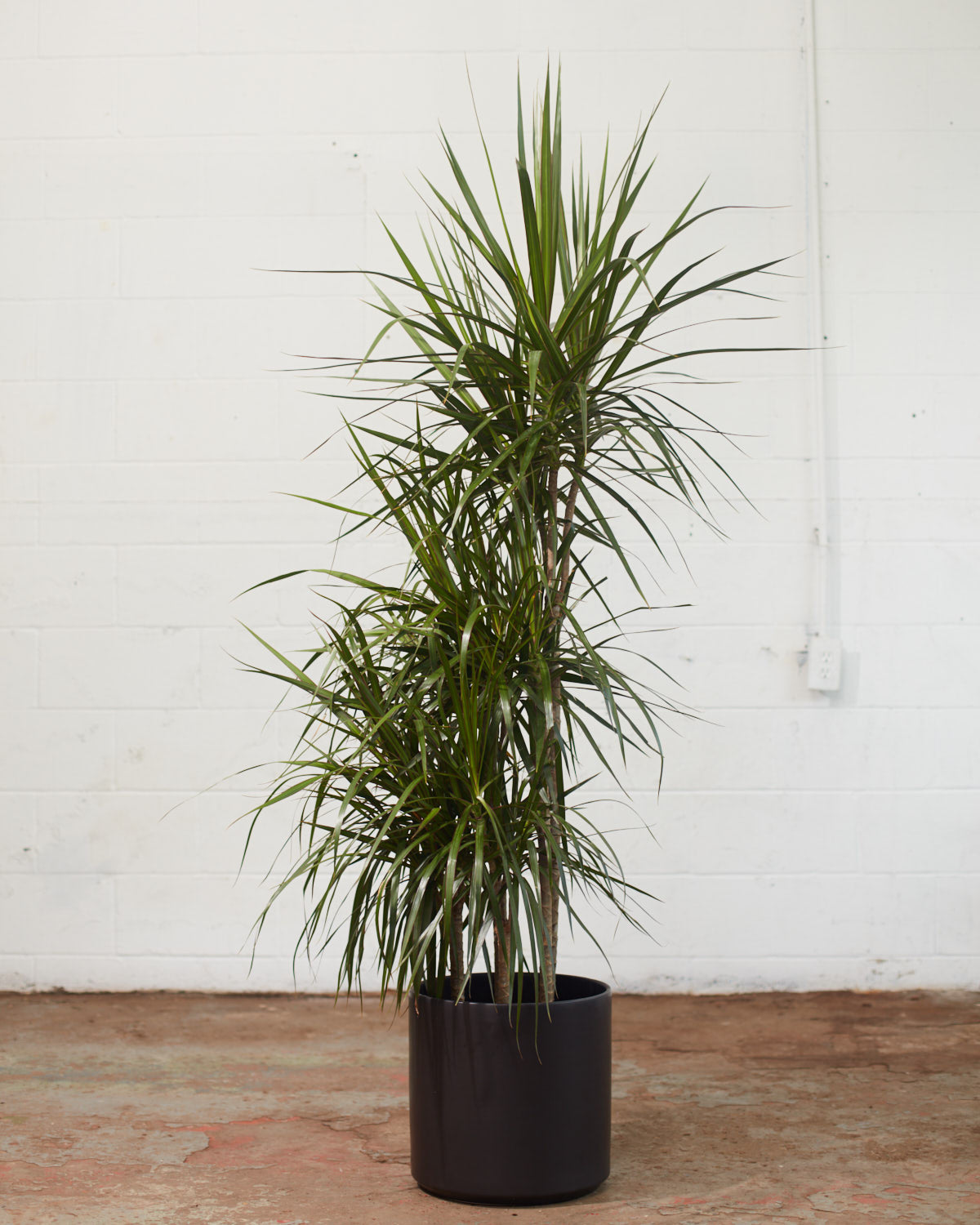 Cutback Staggered Dragon Tree: Dracaena marginata - 12 inch pot - 6 foot tall