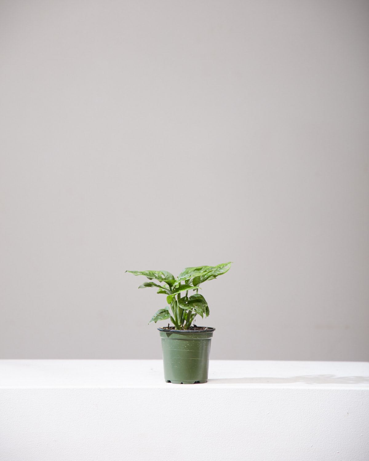 Swiss Cheese Vine: Monstera adansonii - 4 inch pot — indoor plant — indoor plant for sale by Promise Supply for delivery and pickup in Toronto.