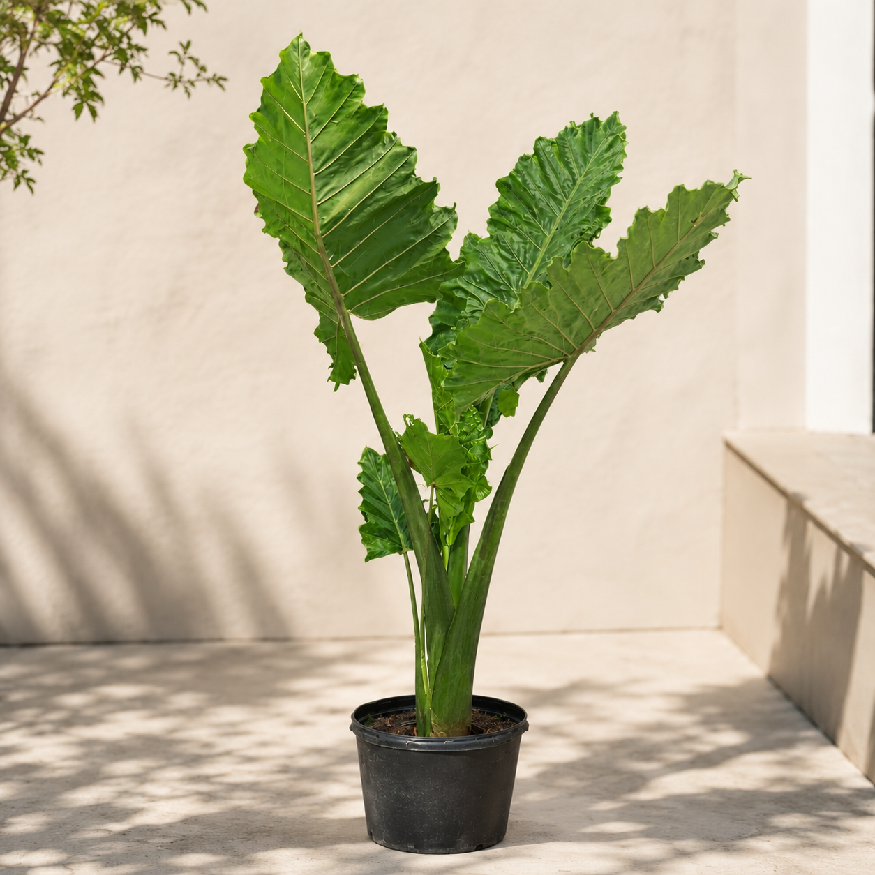 Portora Elephant Ear: Alocasia - 14 inch pot - 6-7 foot tall