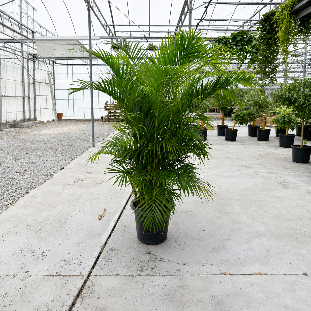 Areca Palm: Dypsis lutescens - 17 inch pot - 7+ foot tall