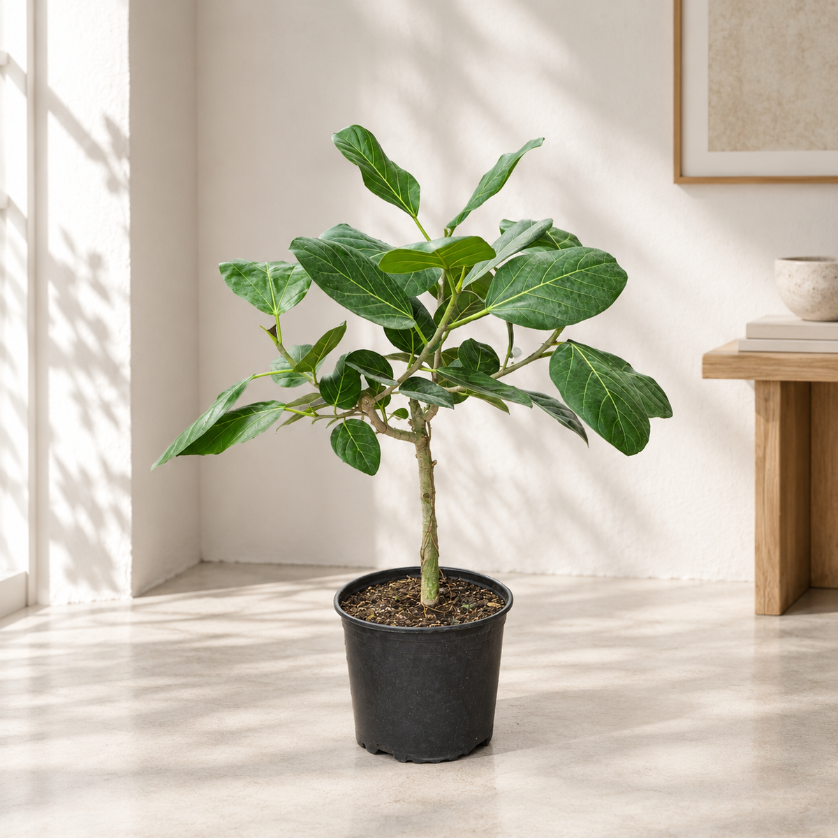 Ficus Audrey Tree: Ficus benghalensis - 8 inch pot - 2-2.5 foot tall