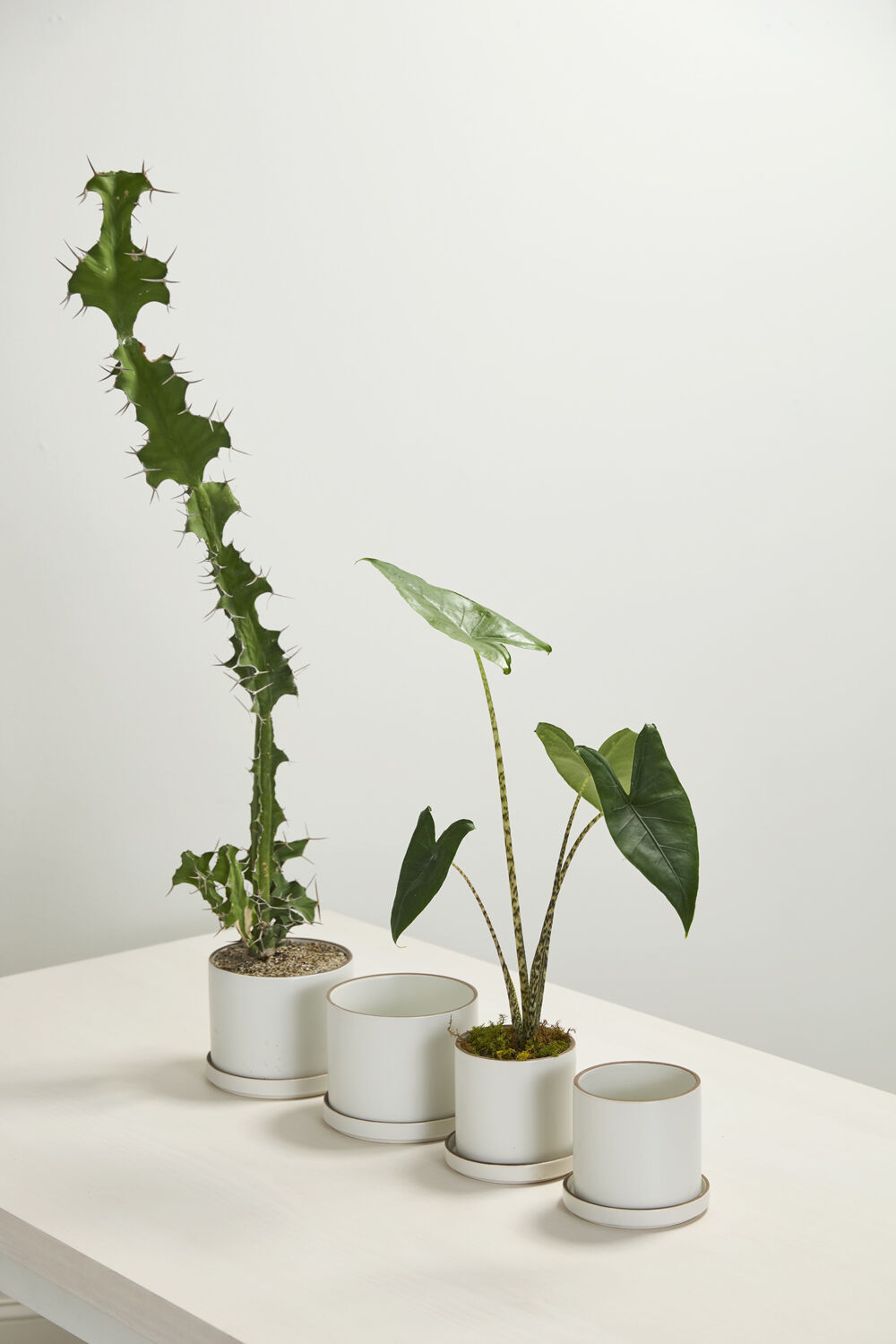 Author White Planter with Drainage and Tray | 5 Inch Diameter — with matching saucer, studio photo — planter for sale by Promise Supply for delivery and pickup in Toronto.