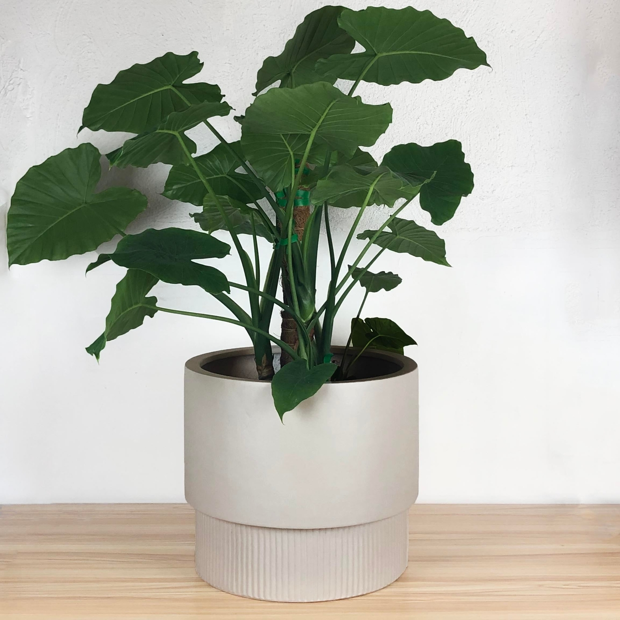 Fluted Base Pedestal Planter | Fits up to 14" Nursery Pot