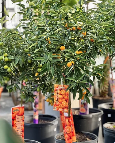 Kumquat Tree: Fortunella - 16 inch pot - 4-5 foot tall — indoor plant — indoor plant for sale by Promise Supply for delivery and pickup in Toronto.