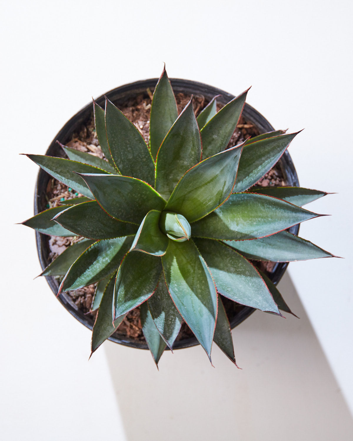 Blue Glow: Agave - 10 inch pot — indoor plant — indoor plant for sale by Promise Supply for delivery and pickup in Toronto.