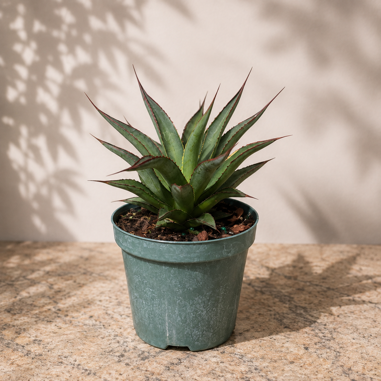 Blue Glow Agave - 4 inch pot