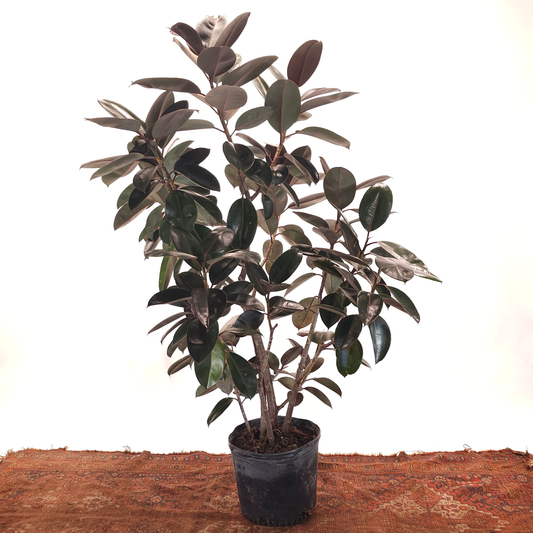 Burgundy Rubber Bush Specimen: Ficus elastica - 14 inch pot - 5-6 foot tall — indoor plant — indoor plant for sale by Promise Supply for delivery and pickup in Toronto.