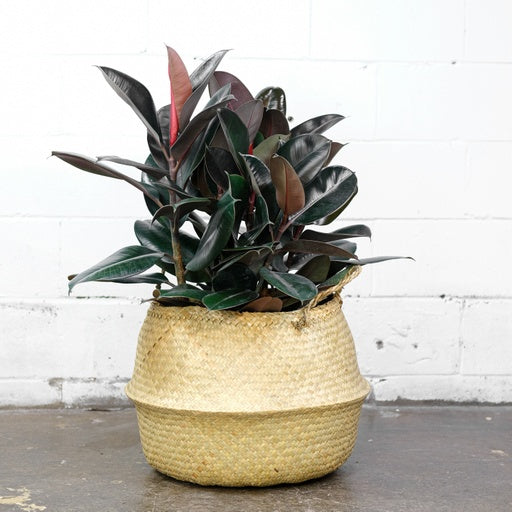Burgundy Rubber Bush: Ficus elastica - 14 inch pot - 4 foot tall