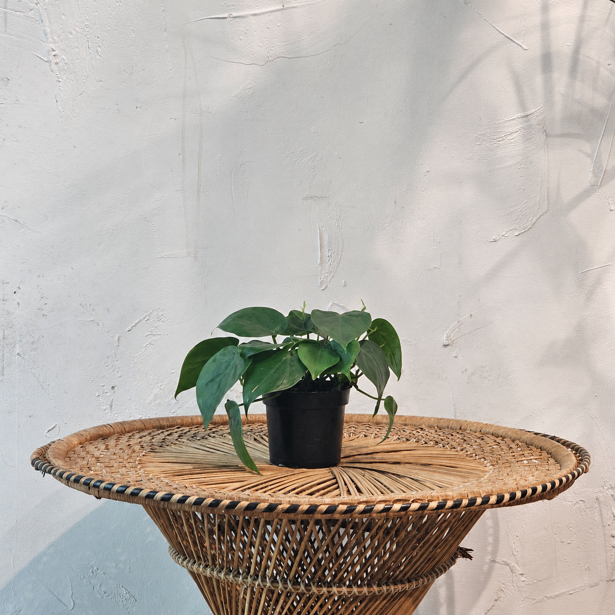 Heart Leaf: Philodendron cordatum - 4 inch pot — indoor plant for sale by Promise Supply for delivery and pickup in Toronto.