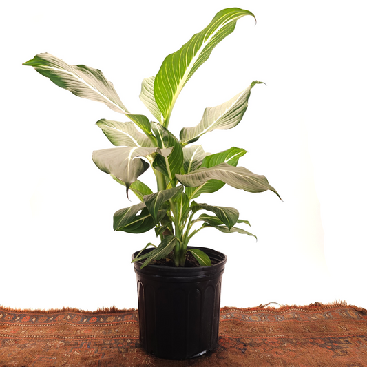 Sterling Cane: Dieffenbachia - 10 inch pot