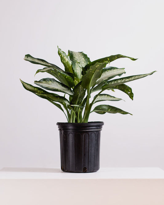 Dieffenbachia 'Panther' - 10 inch pot - 2-3 foot tall — indoor plant — indoor plant for sale by Promise Supply for delivery and pickup in Toronto.