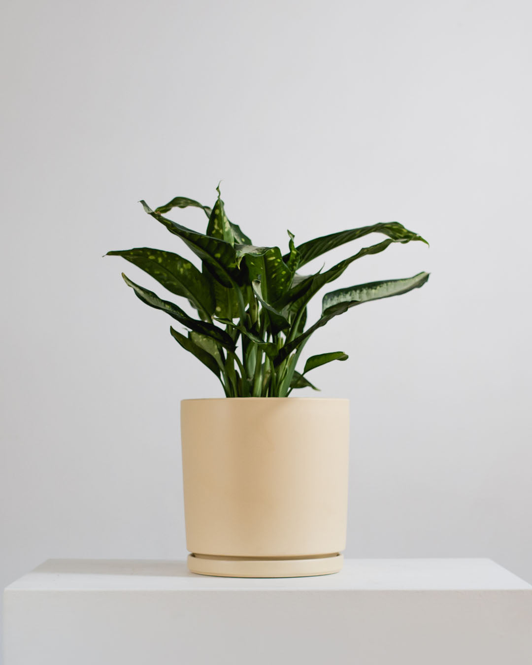 Dieffenbachia 'Panther' - 10 inch pot - 2-3 foot tall — indoor plant — indoor plant for sale by Promise Supply for delivery and pickup in Toronto.