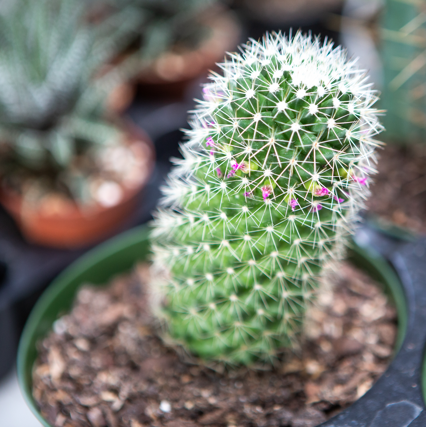 Assorted Cactus - 4 inch pot — indoor plant — indoor plant for sale by Promise Supply for delivery and pickup in Toronto.