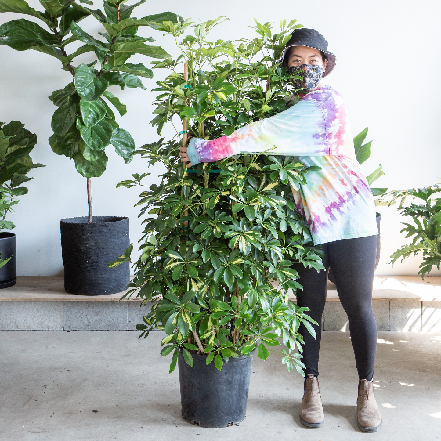 Variegated Dwarf Umbrella Column: Schefflera arboricola 'Capella' - 14 inch pot - 7+ foot tall