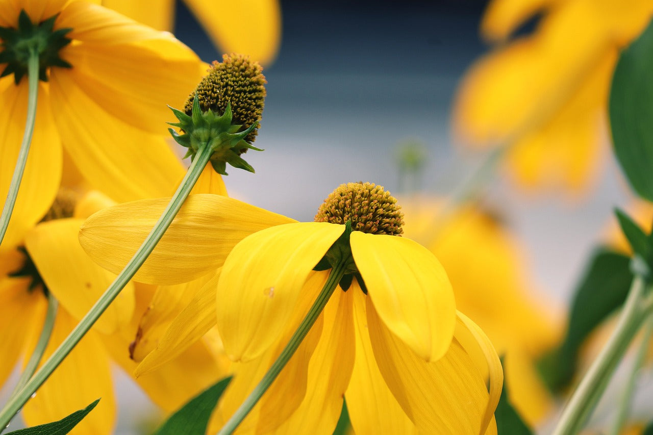 Yellow Coneflower: Echinacea paradoxa