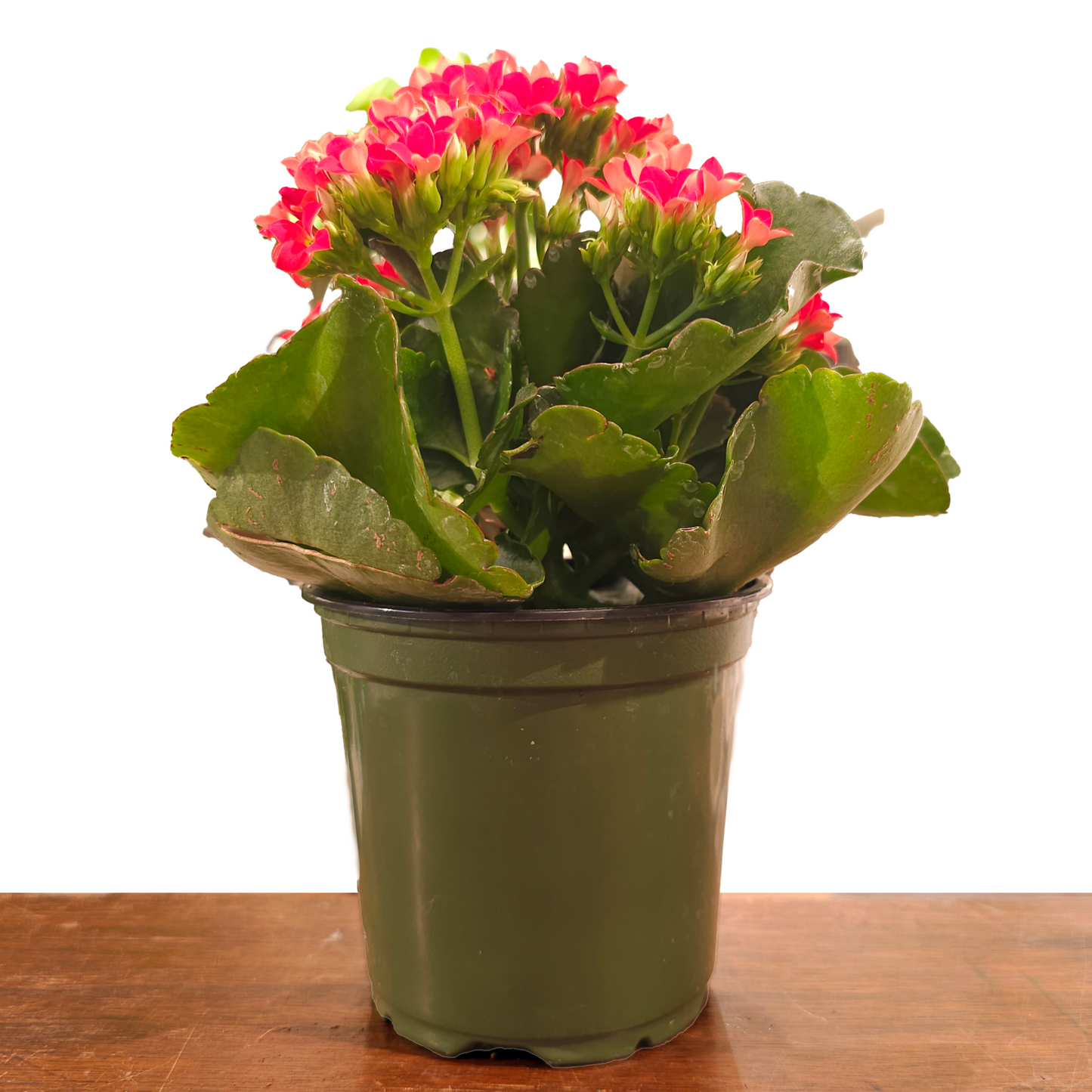Flaming Katy: Kalanchoe blossfeldiana 'Red' - 4 inch pot — indoor plant — indoor plant for sale by Promise Supply for delivery and pickup in Toronto.