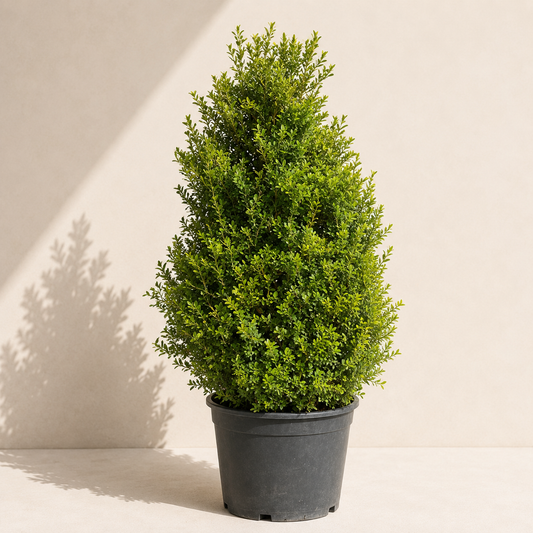 Green Mountain Boxwood: Buxus
