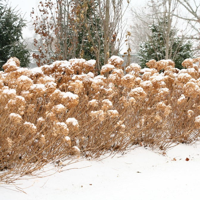 Incrediball Hydrangea: Hydrangea arborescens 'Abetwo'