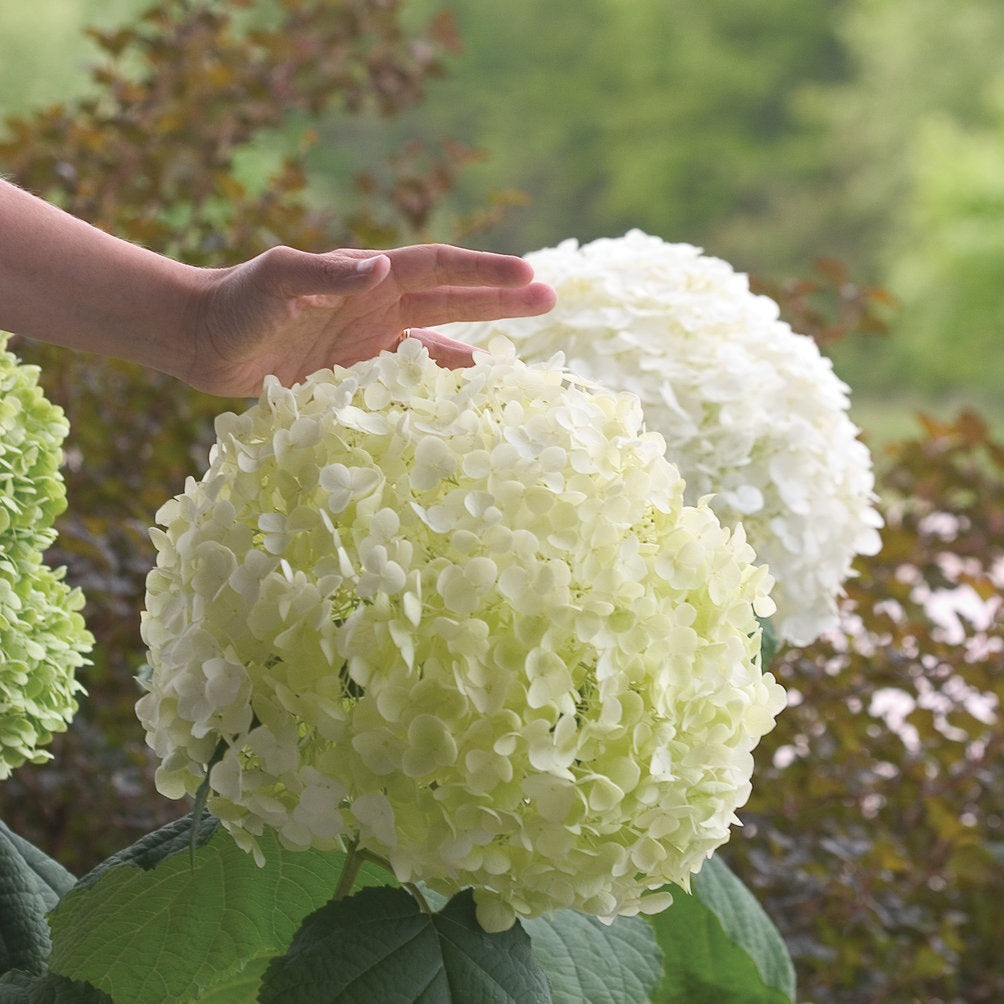Incrediball Hydrangea: Hydrangea arborescens 'Abetwo'