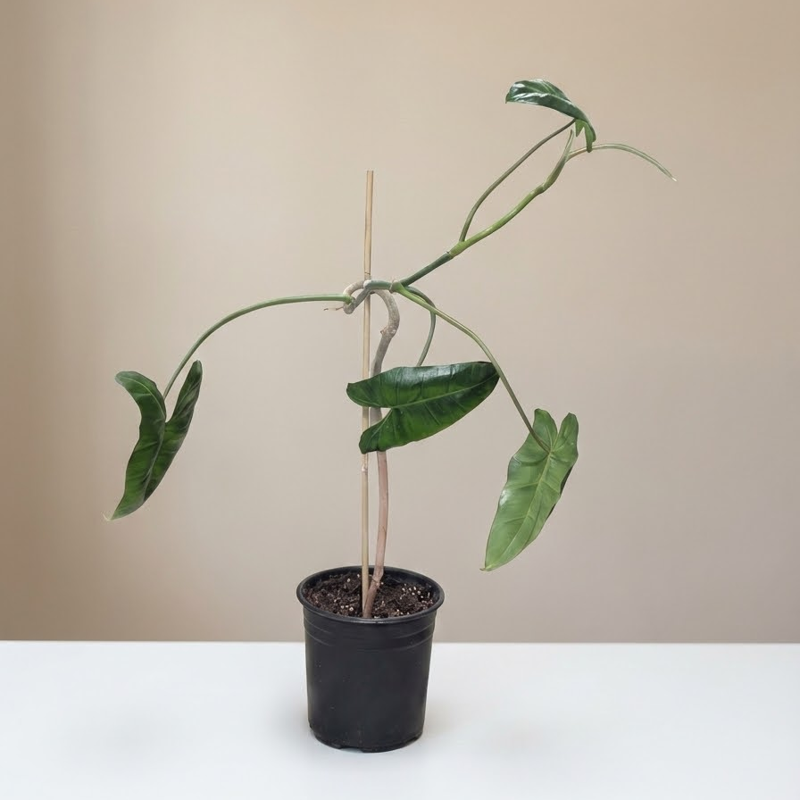 Coiled Trunk Green Paraiso Verde: Philodendron - 6 inch pot *Collector Plant*