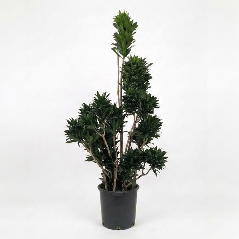 Pom Pom Janet Craig: Dracaena fragrans 'Compacta' - 17 inch pot - 6-7 foot tall