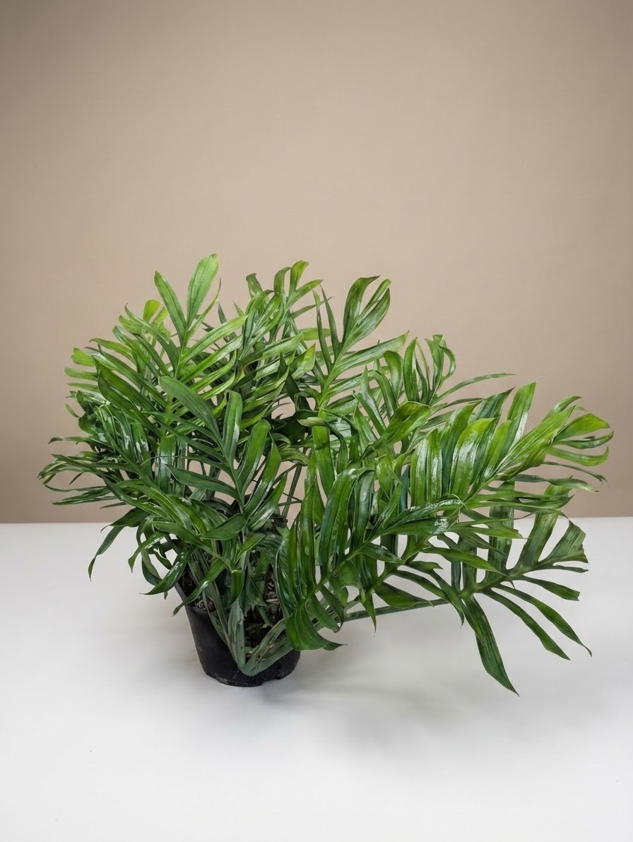 Siam: Monstera pinnatipartita - 14 inch Pot