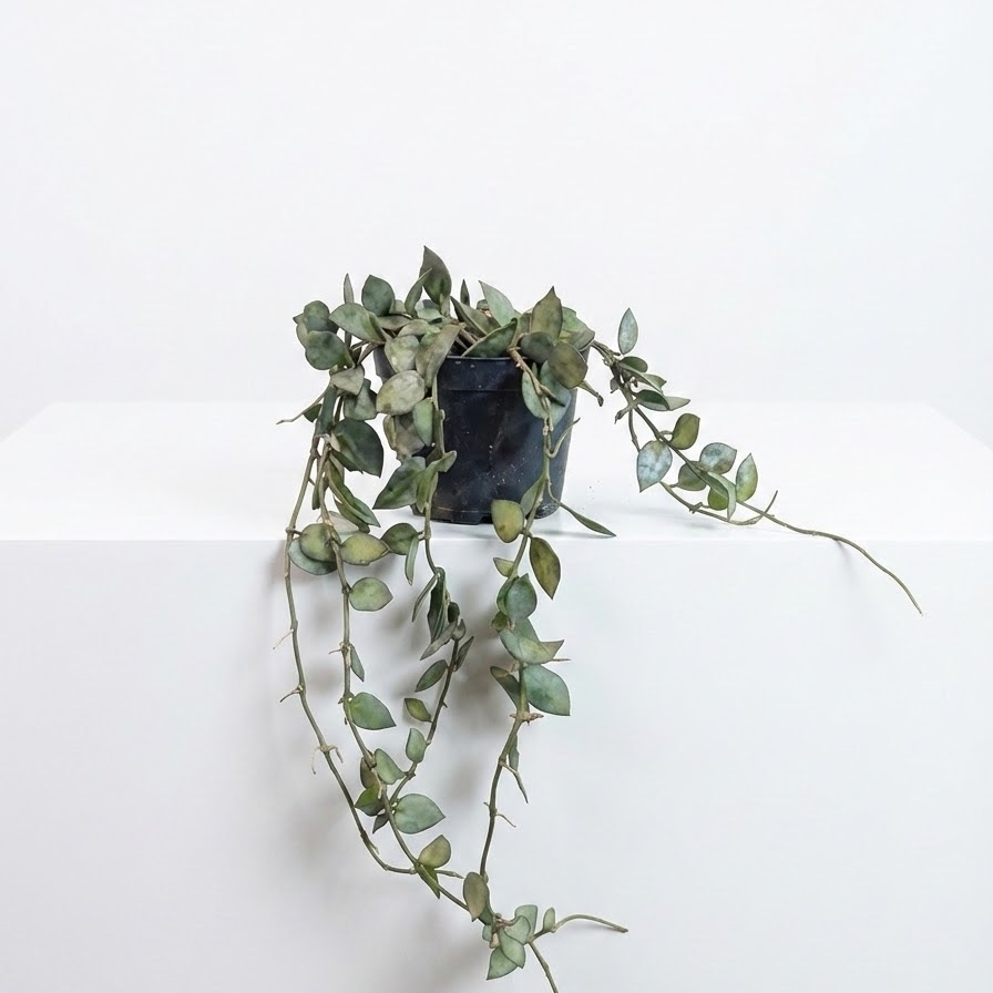 Silver Heart Leaf Wax Plant: Hoya krohniana - 5 inch pot