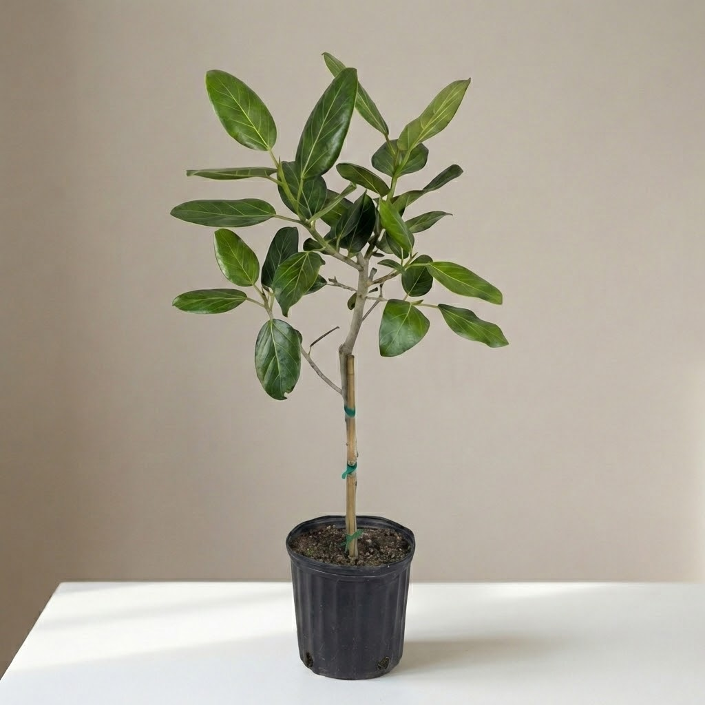 ficus audrey in hindi Audrey Ficus Benghalensis Tree - 10" Pot