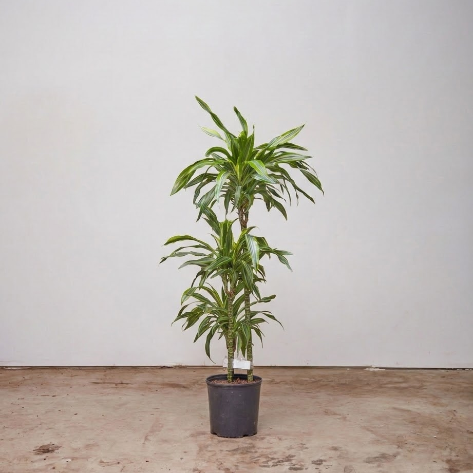 dracaena white bird cane Lemon Lime Dracaena Fragrans - 10" Pot