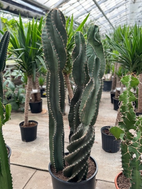 Twisted Peruvian Apple Cactus: Cereus repandus - 14 inch pot - 5-6 foot tall — indoor plant — indoor plant for sale by Promise Supply for delivery and pickup in Toronto.