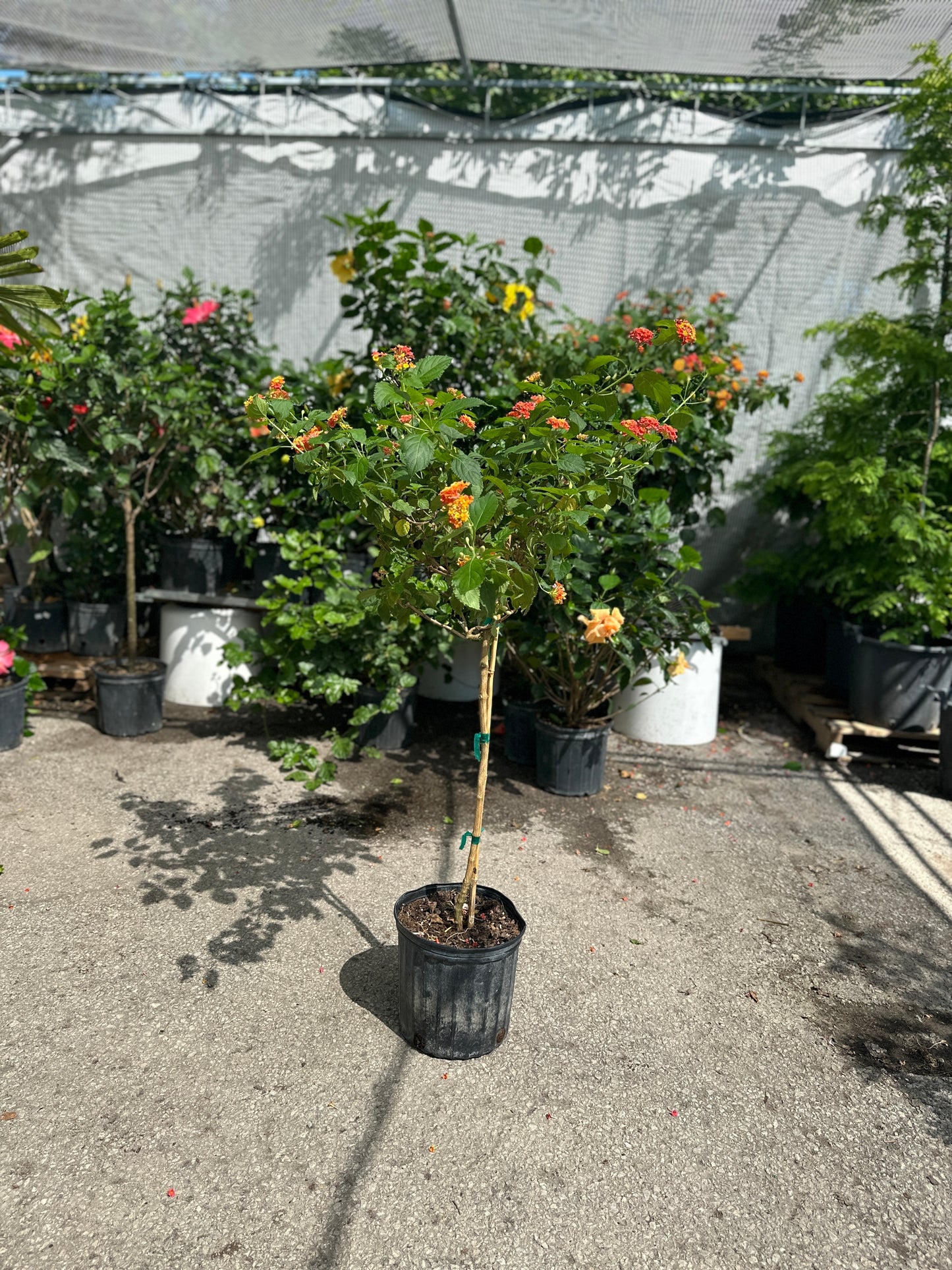 Lantana Tree: Lantana camara - 10 inch pot - 3-4 foot tall — indoor plant — indoor plant for sale by Promise Supply for delivery and pickup in Toronto.