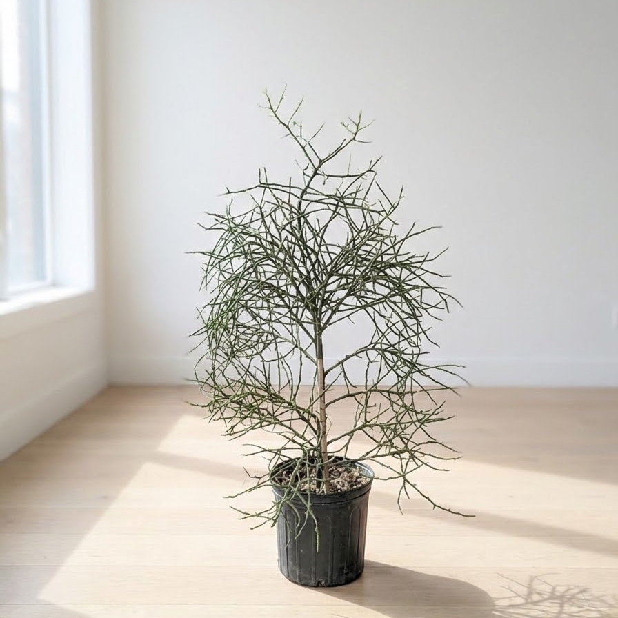 Briar Patch: Euphorbia - 10 inch pot - 3.5-4 foot tall