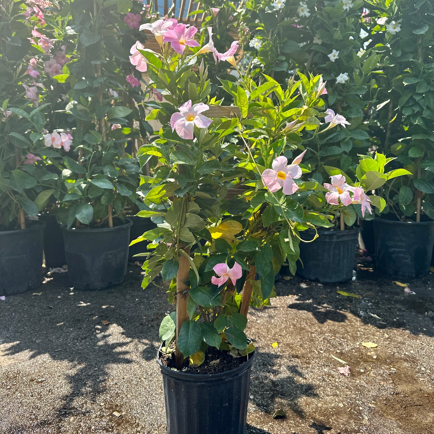(Mandevilla) in a 10 inch pot. Indoor plant for sale by Promise Supply for delivery and pickup in Toronto