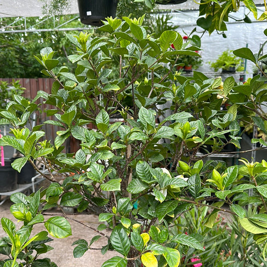 Gardenia Tree: Gardenia jasminoides - 14 inch pot - 5-6 feet tall — indoor plant — indoor plant for sale by Promise Supply for delivery and pickup in Toronto.