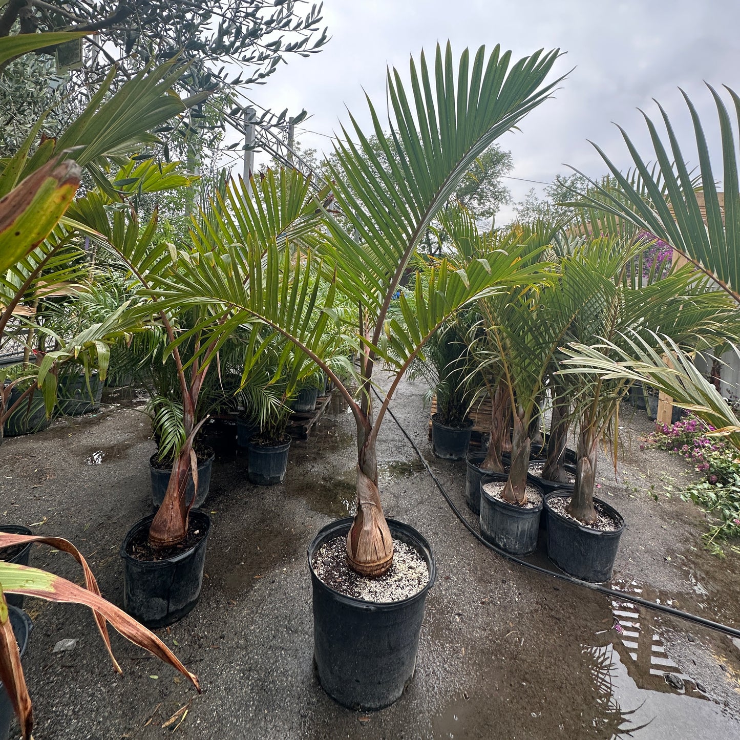 Bottle Palm: Hyophorbe lagenicaulis - 17 inch pot - 7+ foot tall — indoor plant — indoor plant for sale by Promise Supply for delivery and pickup in Toronto.