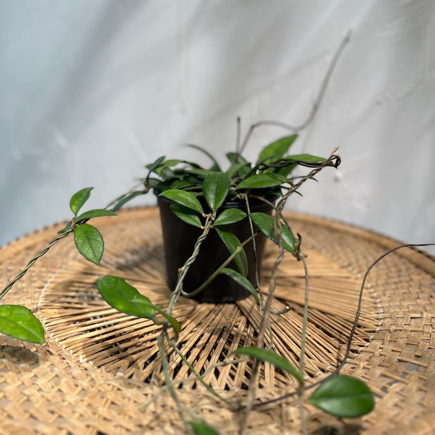Chelsea Wax Vine (Hoya carnosa) in a 6 inch pot. Indoor plant for sale by Promise Supply for delivery and pickup in Toronto