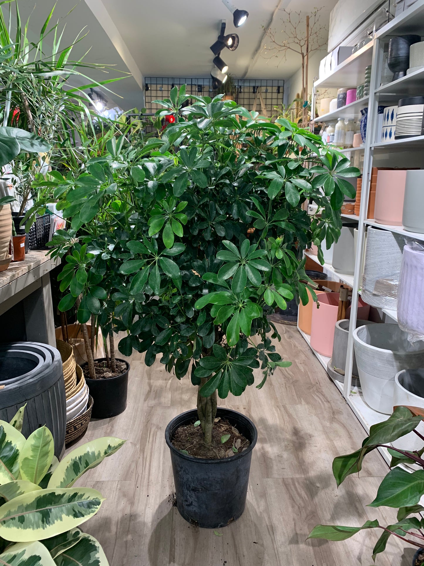 Braided Dwarf Umbrella Tree: Schefflera arboricola - 14 inch pot - 5-6' Tall