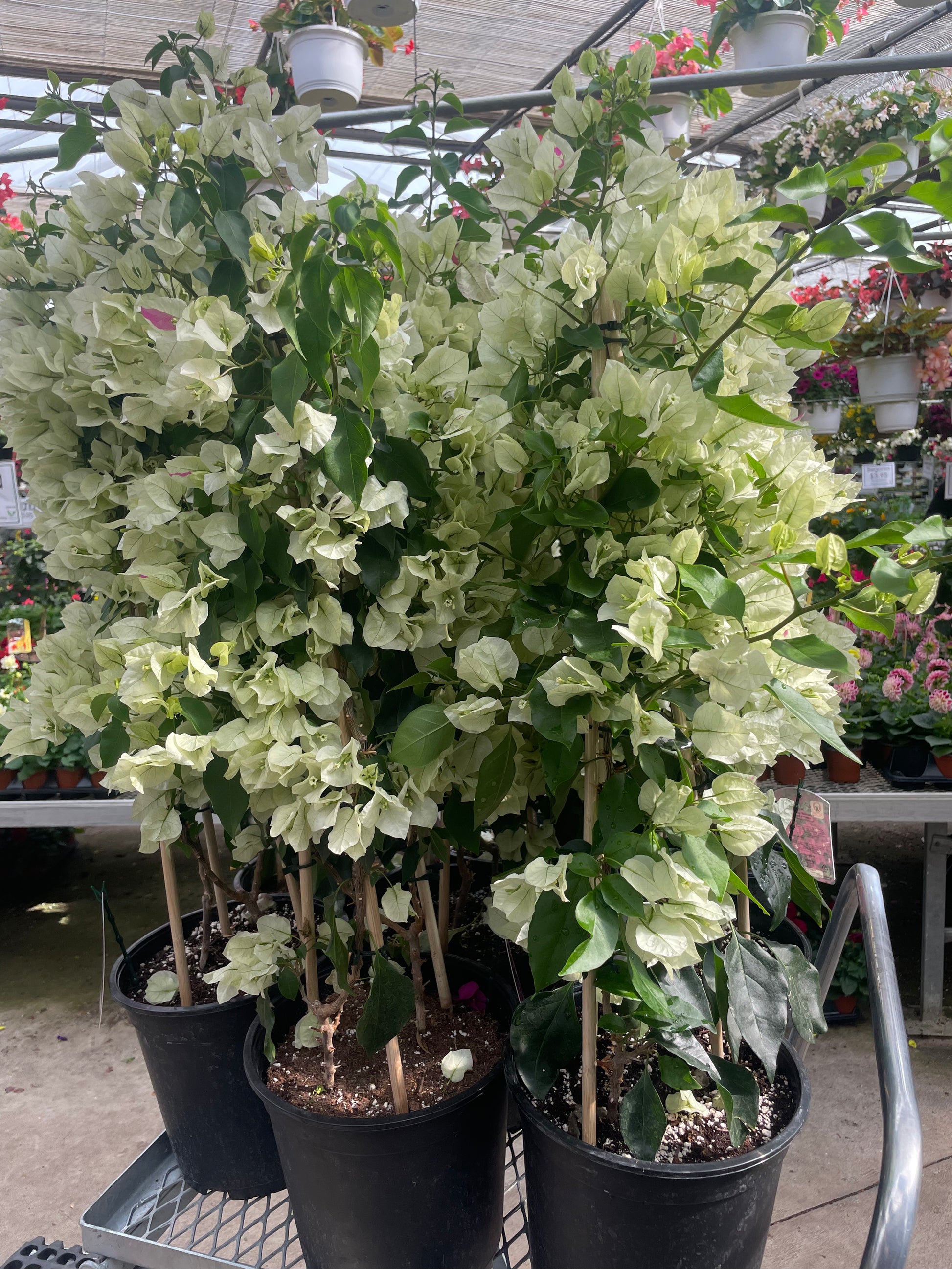 Paperflower: Bougainvillea Teepee - 8 inch pot - 3-4 foot tall — indoor plant — indoor plant for sale by Promise Supply for delivery and pickup in Toronto.