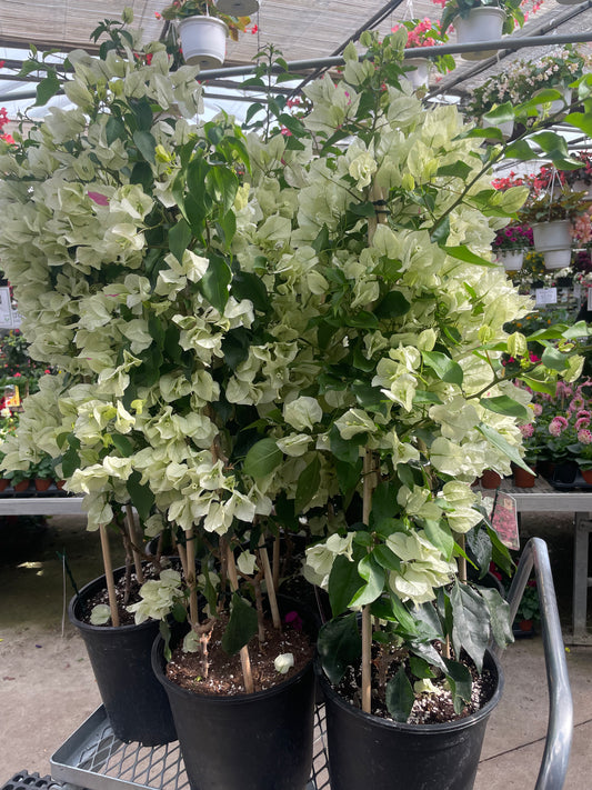 Paperflower: Bougainvillea Teepee - 8 inch pot - 3-4 foot tall — indoor plant — indoor plant for sale by Promise Supply for delivery and pickup in Toronto.
