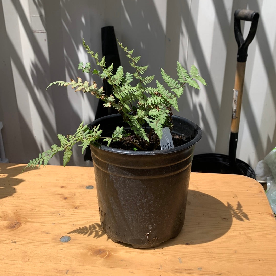 Ghost Fern: Athyrium X 'Ghost' - 8 Inch Pot